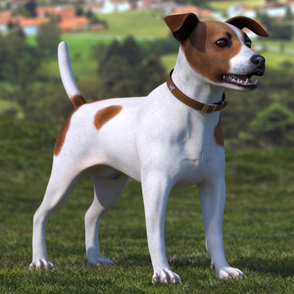 Spotted Jack Russell Terrier Rigged Mb0.jpg13e91f3d 926a 4295 9a4a B13d874dea03large 3539308